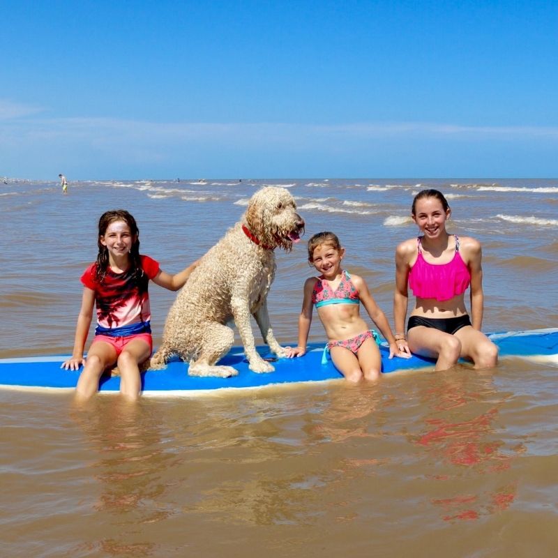 Image for Events Ohana Surf Dog Competition